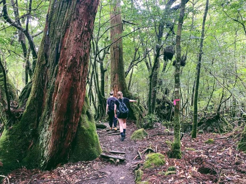 Leo núi Yakushima: Trở về thiên nhiên hoang sơ.