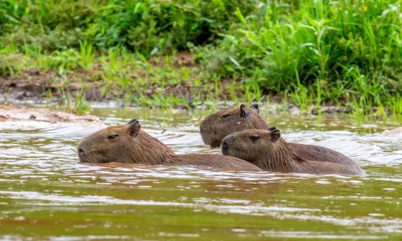 Capybara: Ngoại giao động vật bậc thầy.