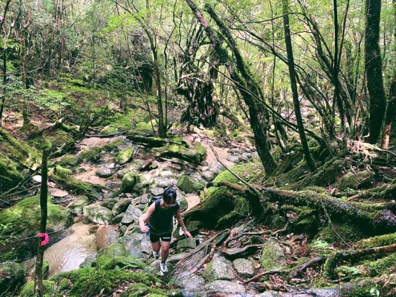 Khám phá Yakushima: Leo núi, hòa mình thiên nhiên hoang sơ.