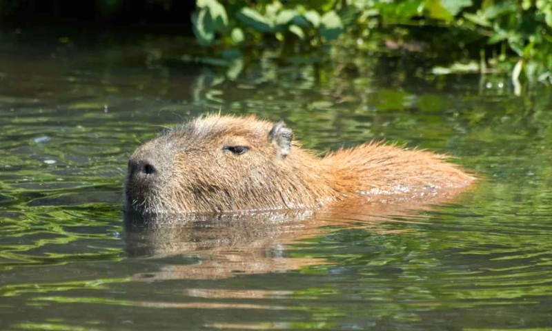 Capybara: Ngoại trưởng động vật.