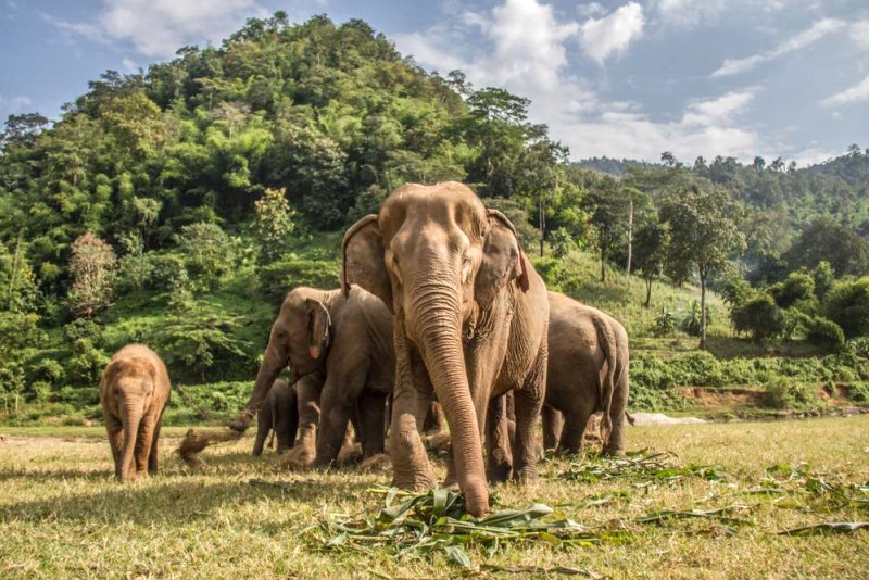 Khám phá Chiang Mai: Mẹo cho chuyến đi hoàn hảo!