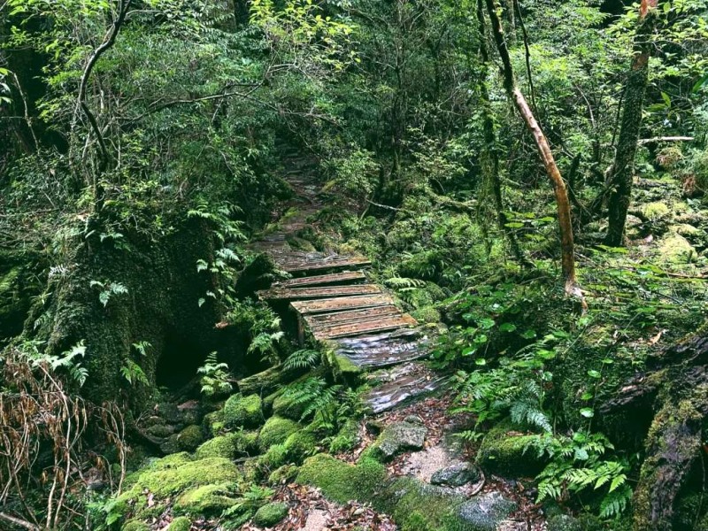 Trekking Yakushima: Trở về thiên nhiên hoang sơ.