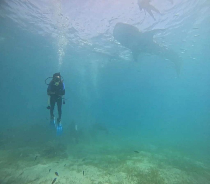 Ngắm cá voi khổng lồ ở Oslob, Cebu.