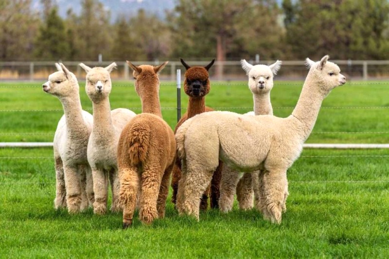 Alpaca: Đặc điểm, tập tính, bảo tồn.