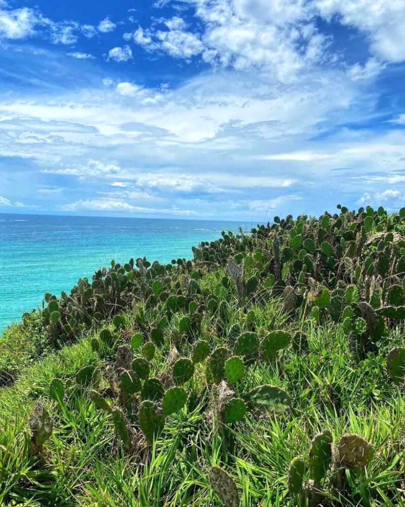 Phú Yên: Miền Trung, hoa vàng cỏ xanh.