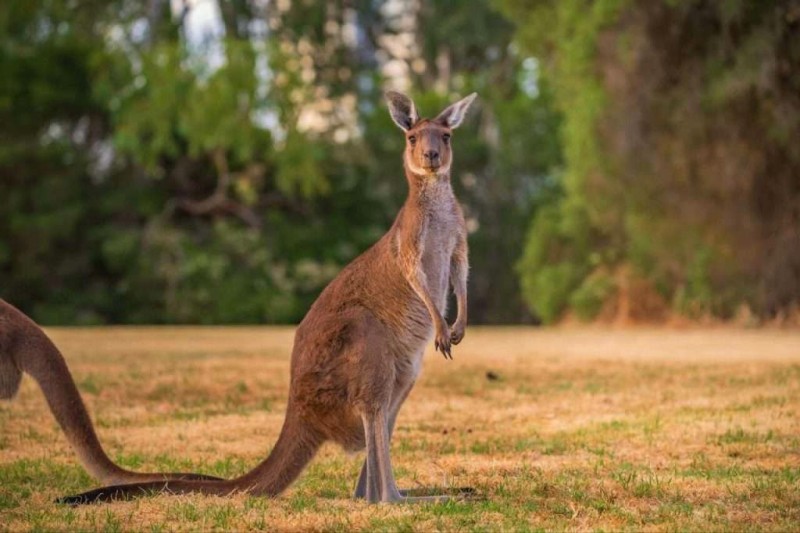 Kangaroo Úc: Đặc điểm, tập tính & môi trường sống