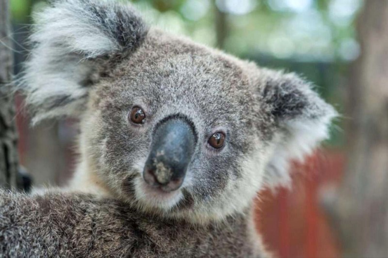 Gấu Koala: Cuộc sống và Bảo tồn ở Úc