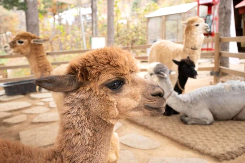 Alpaca: Đặc điểm & Bảo tồn