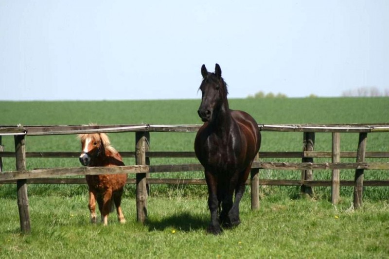 Ngựa lùn Pony: Dễ thương, gây sốt mạng!