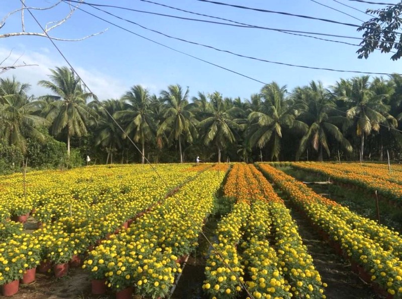 Bến Tre: Xứ dừa miền Tây, trải nghiệm thú vị!