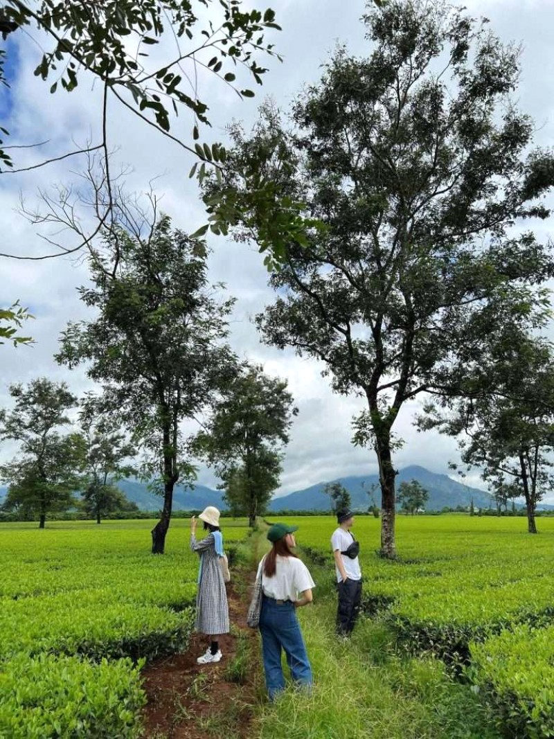 Gia Lai: Vi vu Tây Nguyên hè này!