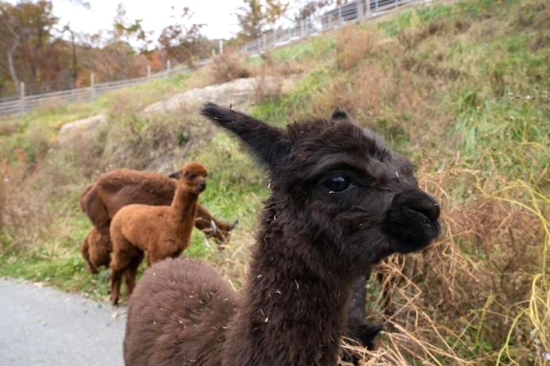 Alpaca: Đặc điểm, tập tính & bảo tồn