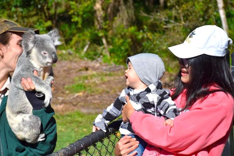 Gấu Koala: Tập tính, môi trường sống, bảo tồn ở Úc