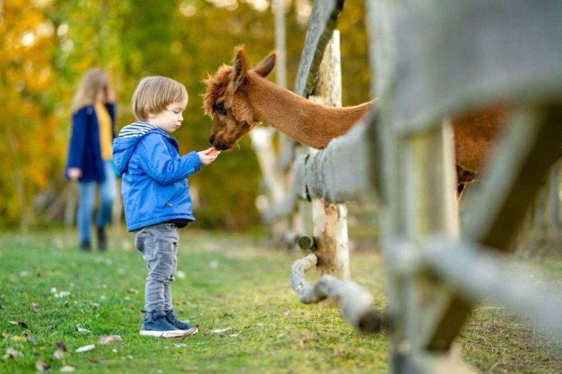 Alpaca: Đặc điểm & bảo tồn