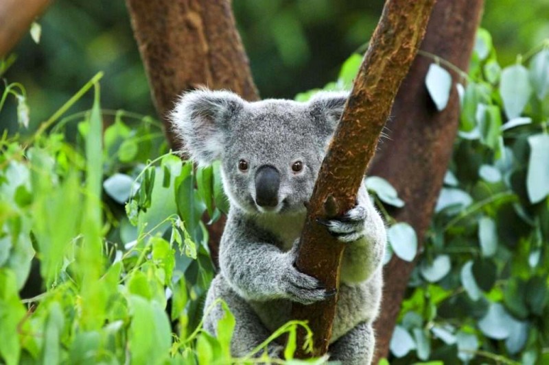 Gấu Koala: Tập tính, môi trường sống và bảo tồn ở Úc