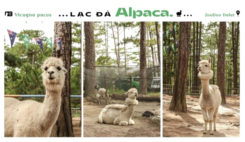 Alpaca: Đặc điểm, tập tính & bảo tồn