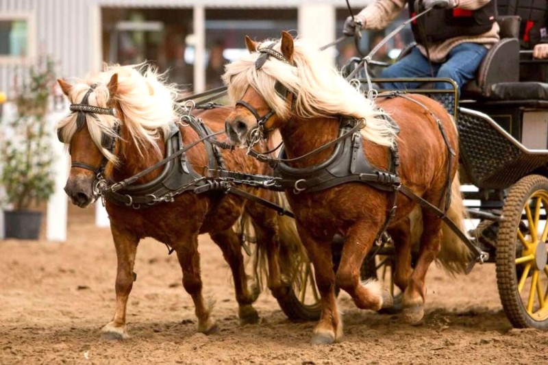 Ngựa lùn Pony: Đáng yêu, gây sốt mạng!