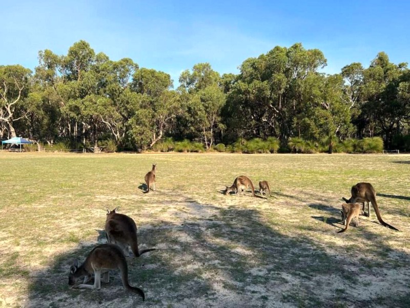 Kangaroo Úc: Đặc điểm, tập tính, môi trường sống.