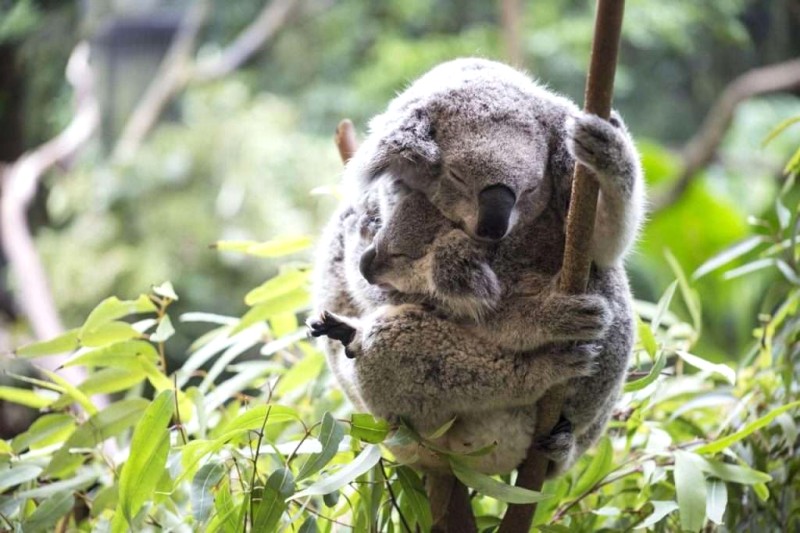 Gấu Koala: Cuộc sống & Bảo tồn tại Úc