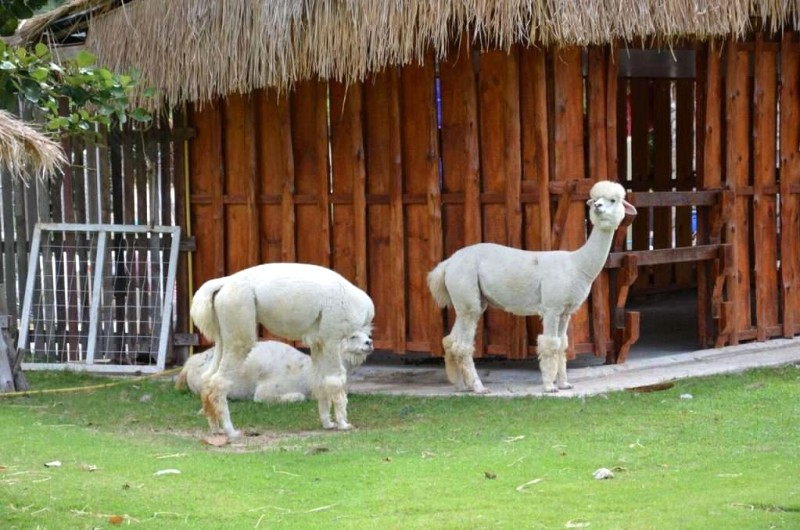 Alpaca: Đặc điểm & bảo tồn