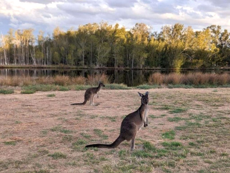 Kangaroo Úc: Đặc điểm, tập tính & môi trường sống