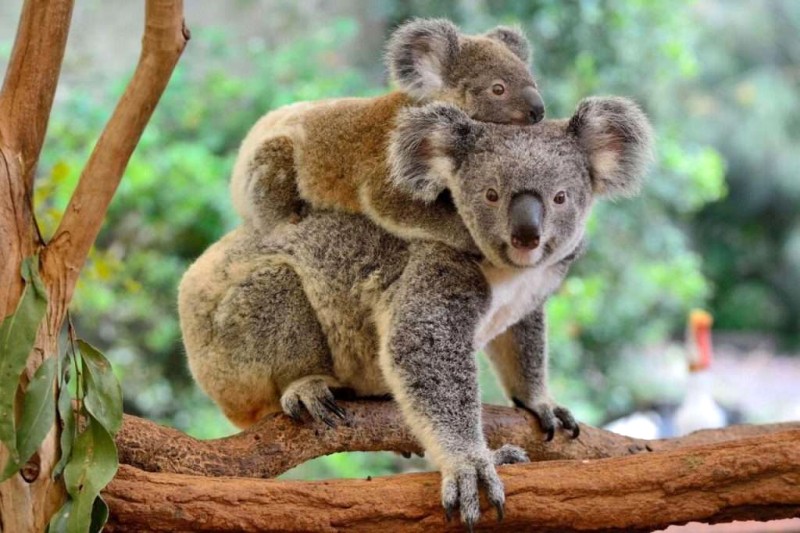 Gấu Koala: Cuộc sống, môi trường sống và bảo tồn ở Úc