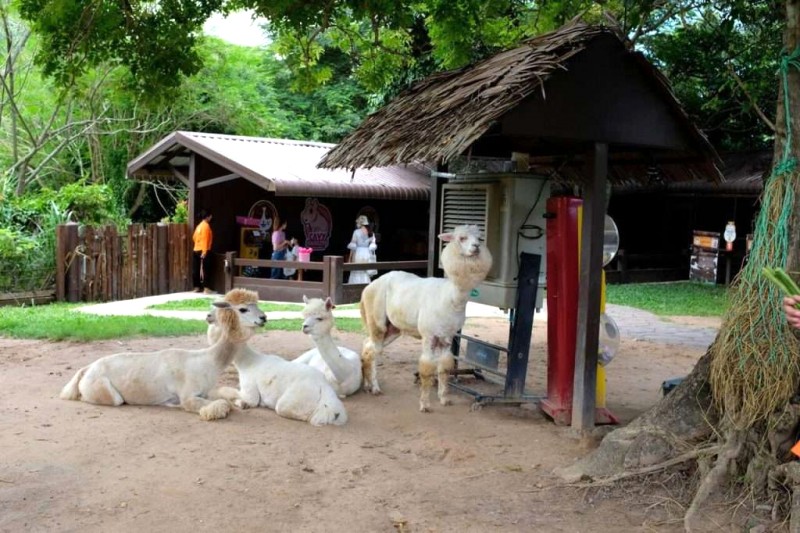 Alpaca: Đặc điểm & bảo tồn