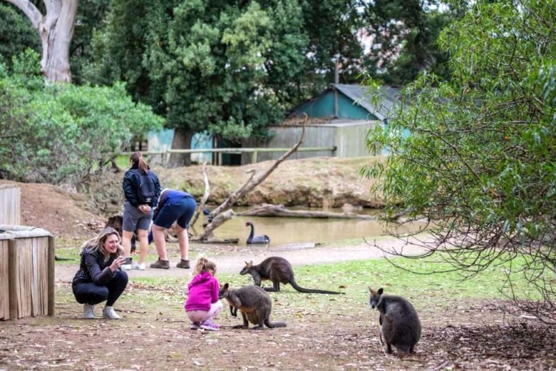 Kangaroo Úc: Đặc điểm, tập tính, môi trường sống.