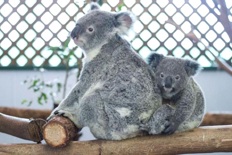 Gấu Koala: Cuộc sống hoang dã ở Úc.