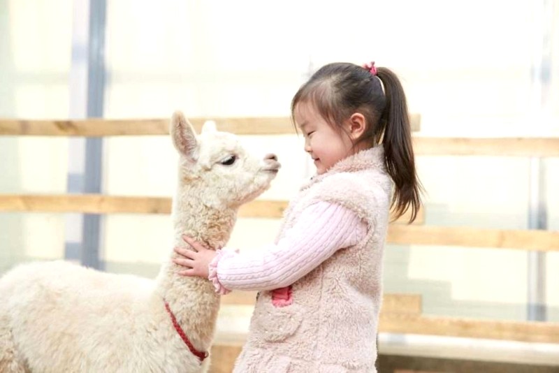 Alpaca: Đặc điểm, tập tính & bảo tồn.