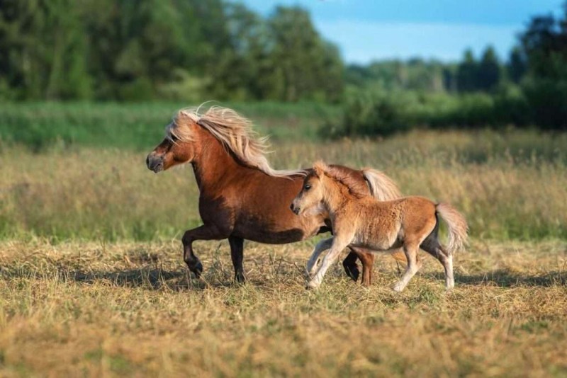 Ngựa lùn Pony: Dễ thương, gây sốt mạng!